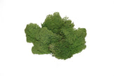 Lichen Moss Green