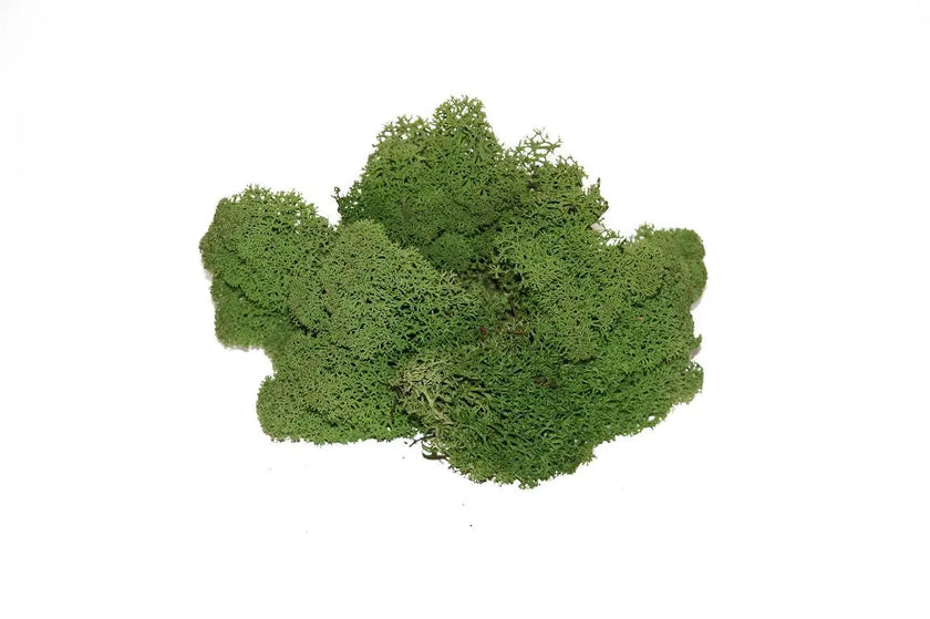 Lichen Moss Green