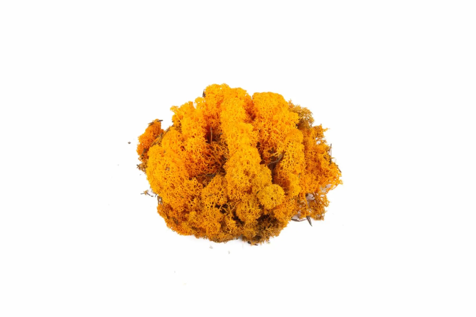 Lichen Orange