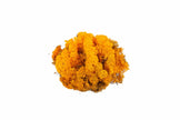 Lichen Orange