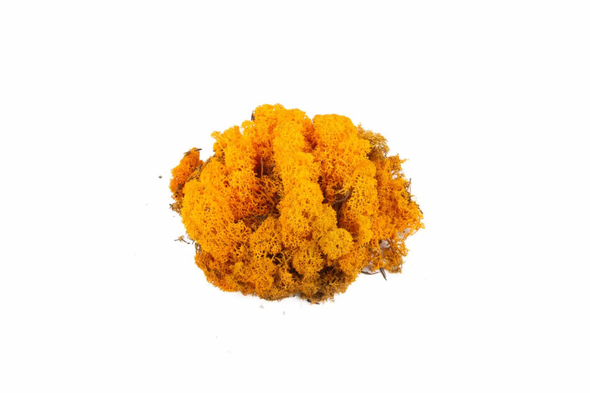 Lichen Orange