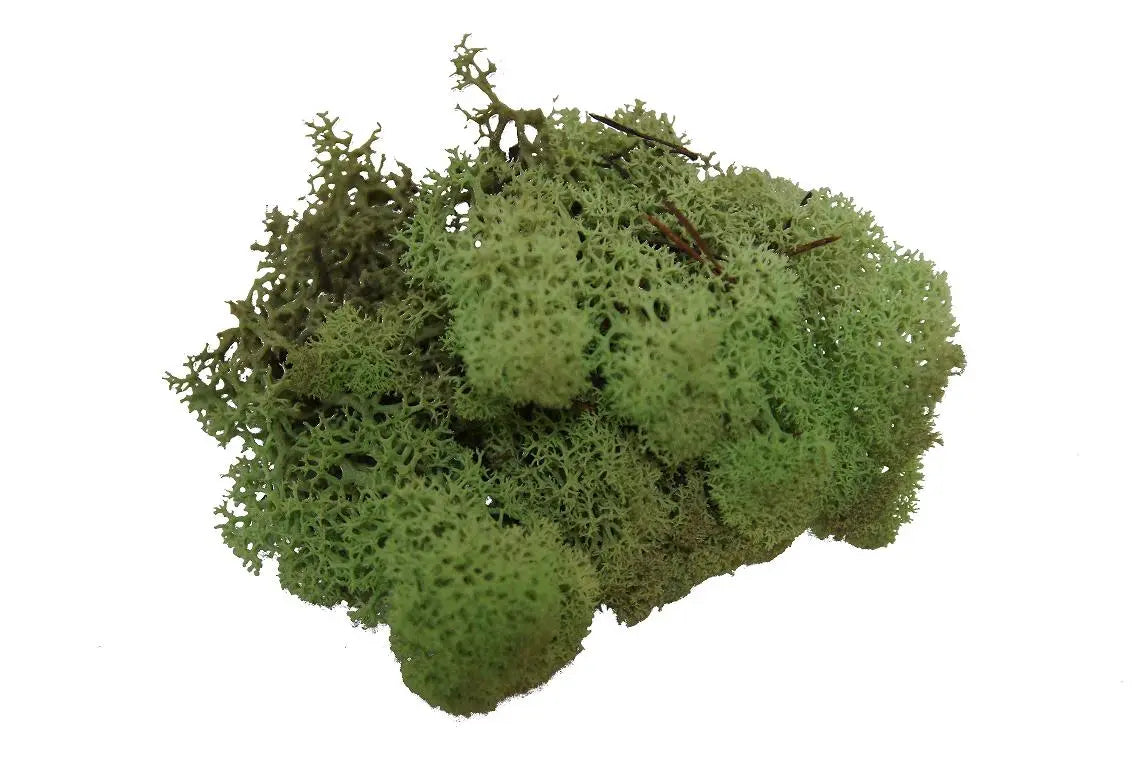 Lichen Oud Green