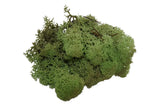 Lichen Oud Green