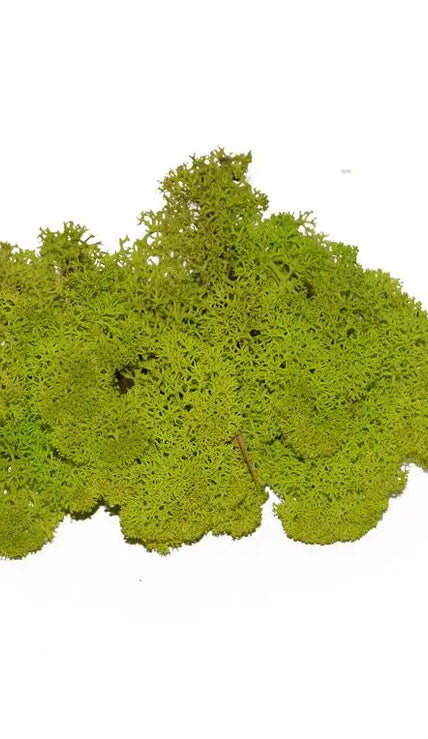 Lichen Spring Green