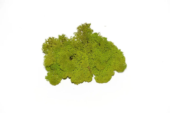 Lichen Spring Green