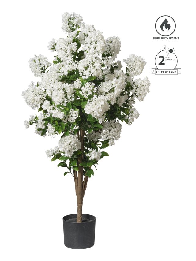 Lilas en pot