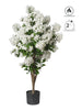 Lilas en pot