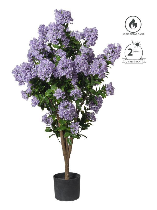 Lilas en pot