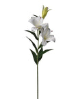Lilium