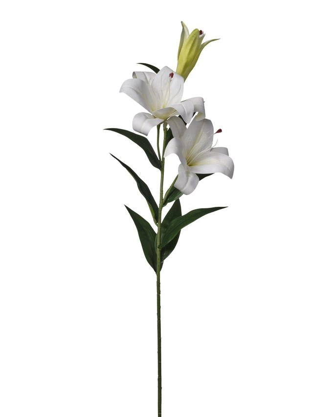 Lilium