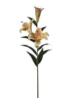 Lilium