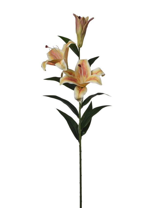 Lilium