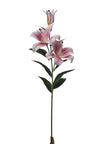 Lilium