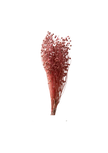 Linograss