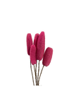 Luffa