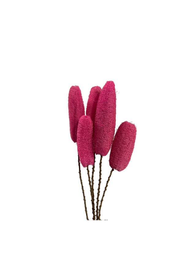 Luffa