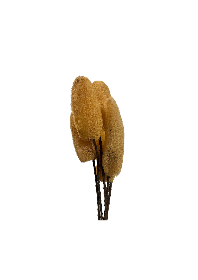 Luffa