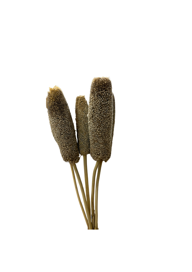 Luffa