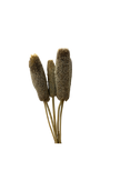 Luffa