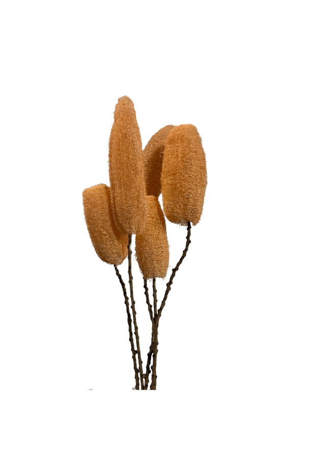 Luffa
