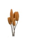 Luffa
