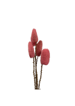 Luffa