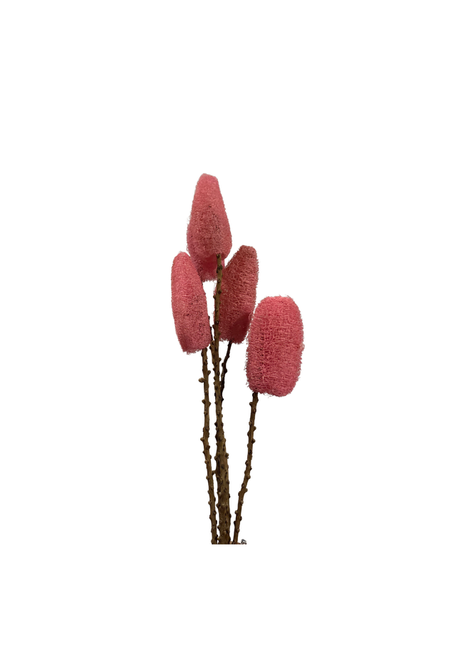 Luffa