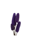 Luffa