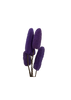 Luffa