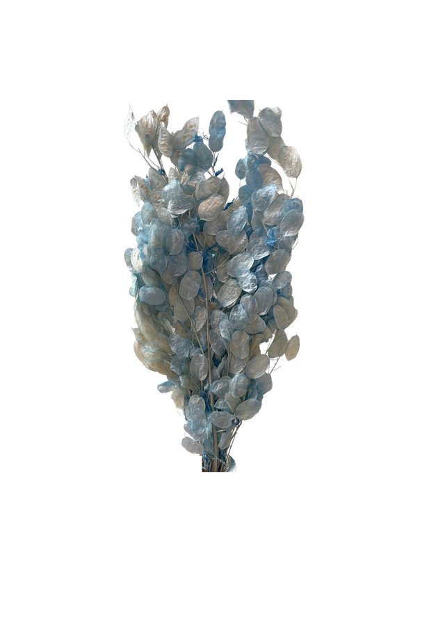 Lunaria