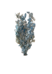 Lunaria