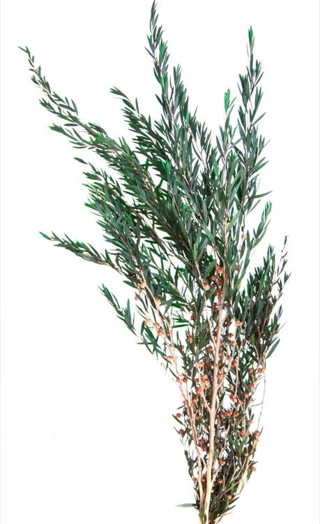 Lungifolia Lepto