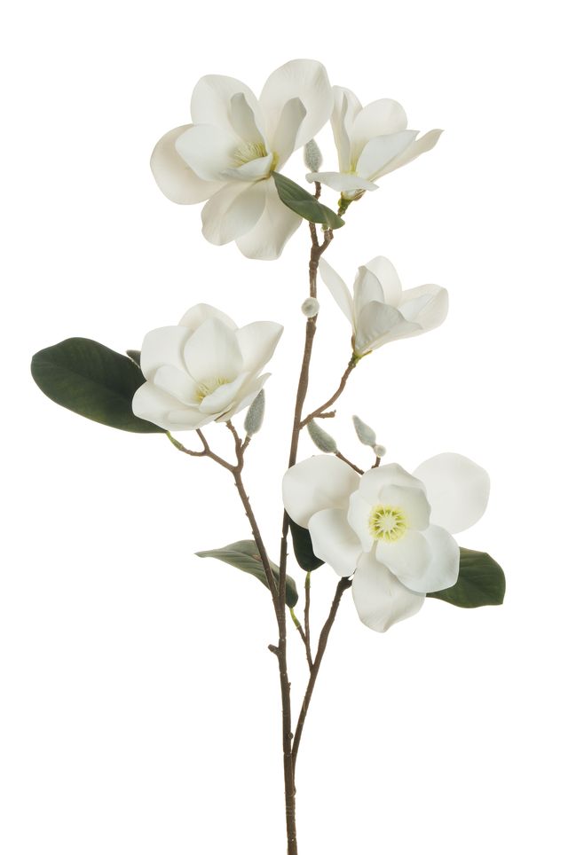 Magnolia