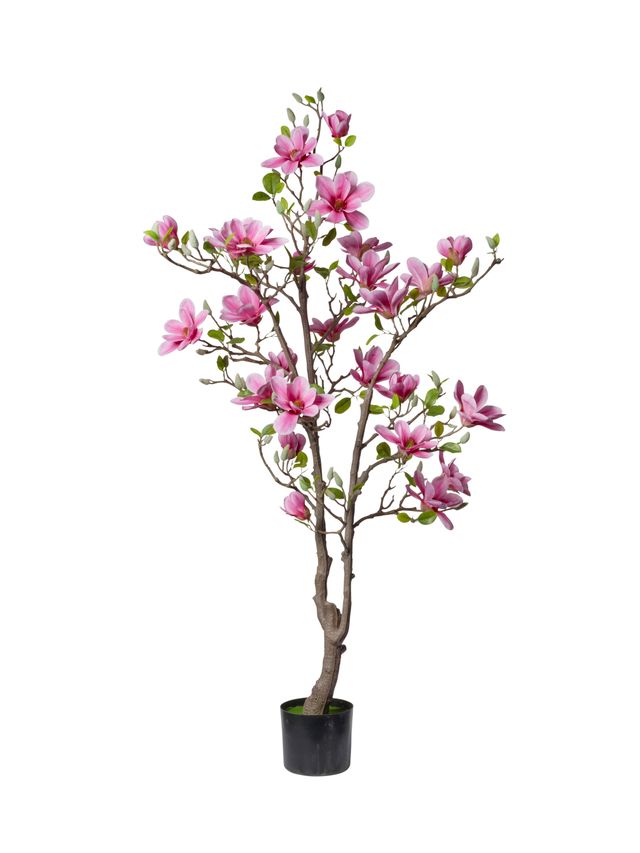 Magnolia en pot