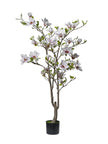 Magnolia en pot