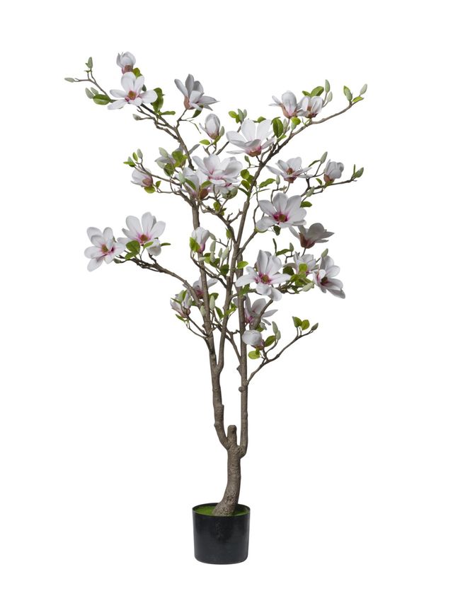 Magnolia en pot