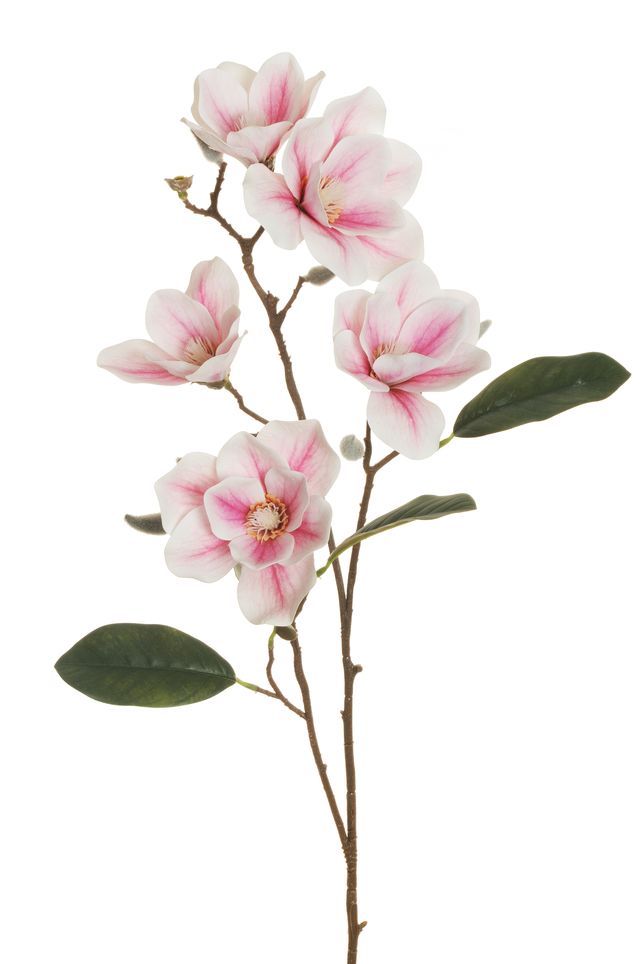 Magnolia