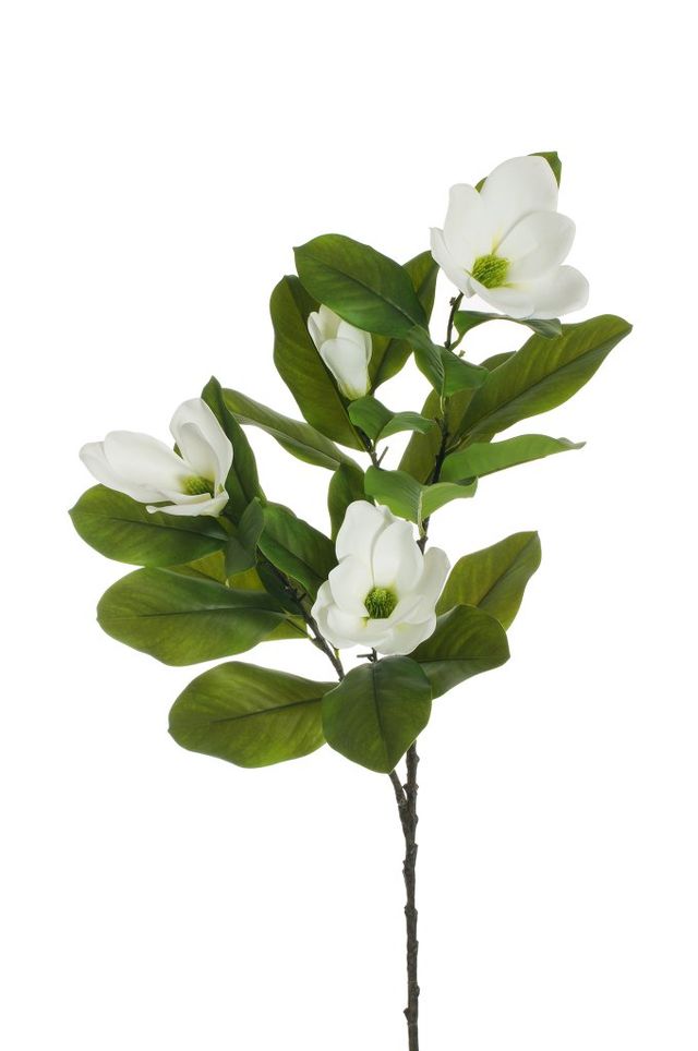 Magnolia sur tige