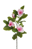 Magnolia sur tige