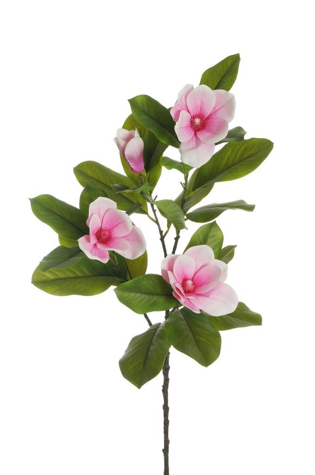 Magnolia sur tige