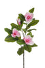 Magnolia sur tige