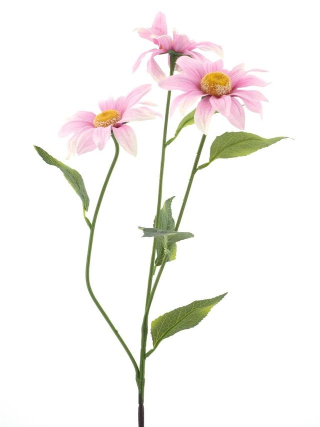 Marguerite