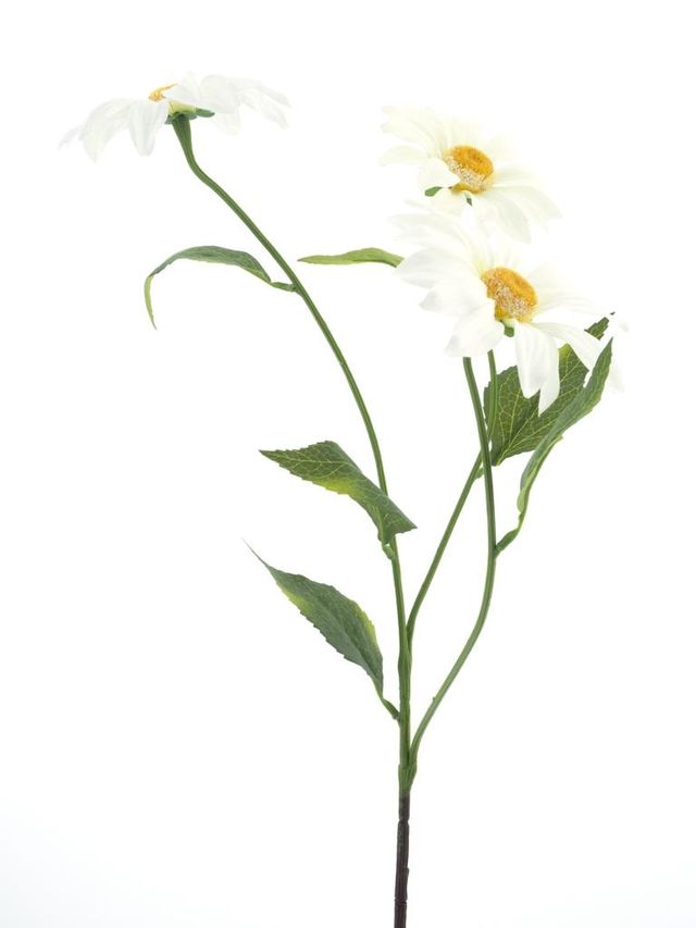 Marguerite