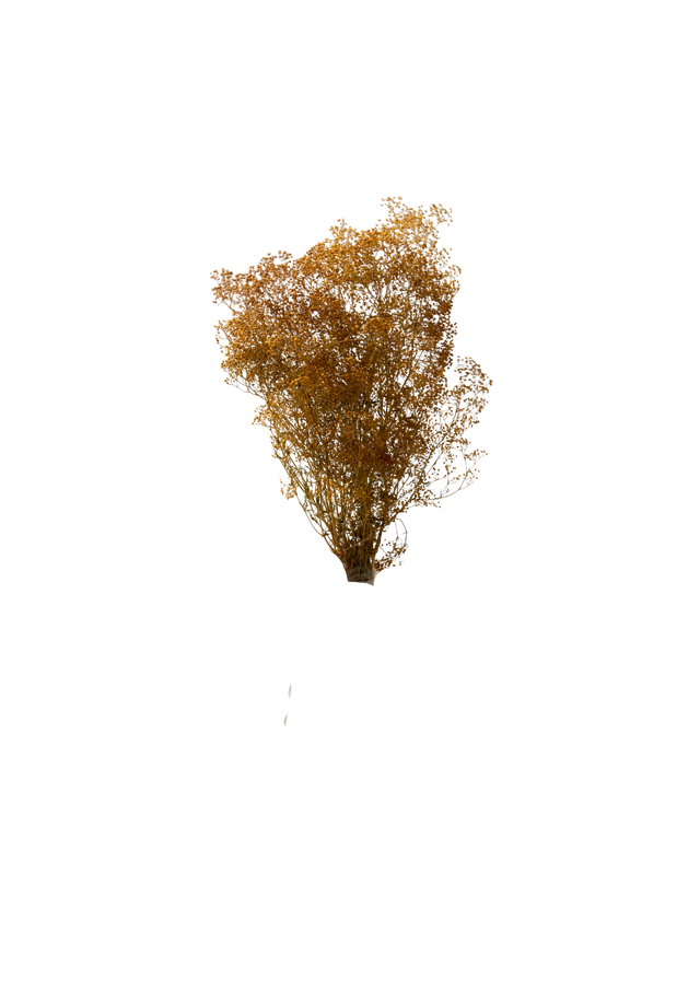 Mini Gipsophile