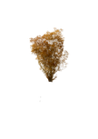 Mini Gipsophile