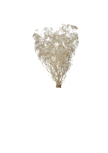 Mini Gipsophile