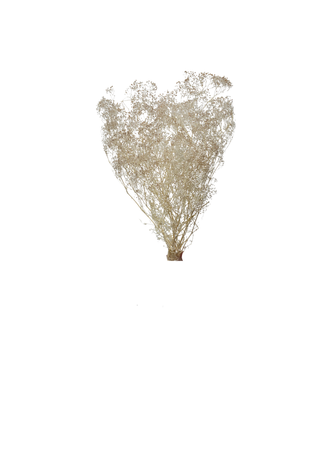 Mini Gipsophile