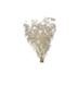 Mini Gipsophile
