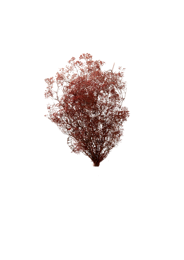 Mini Gipsophile