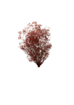 Mini Gipsophile
